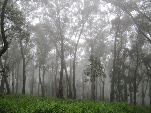 Trees engulfed by mist