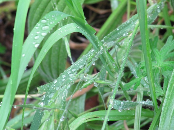 Water droplets sitting on leaves