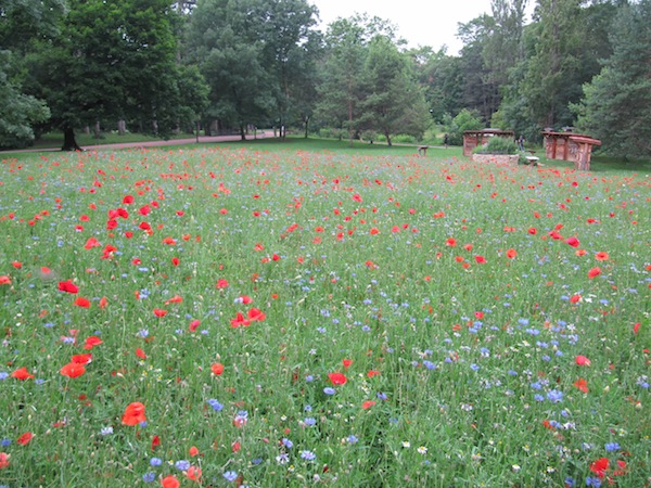 A field of poppies and other wild flowers in Lyons park.