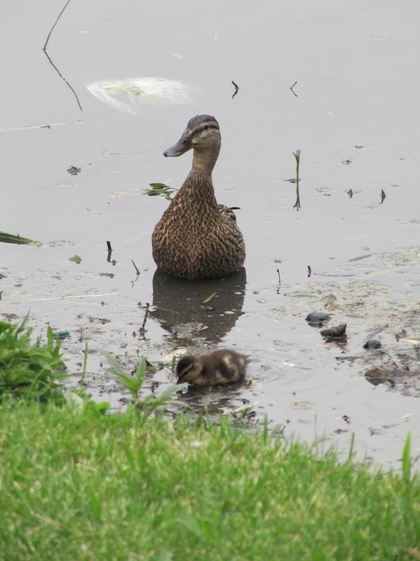 A mother duck and duckling by the edge of the lake.