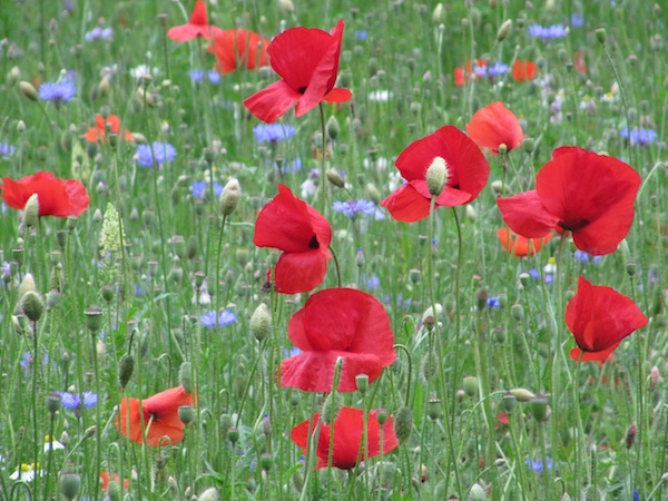 A cluster of poppy flowers in Lyon&rsquo;s main park.
