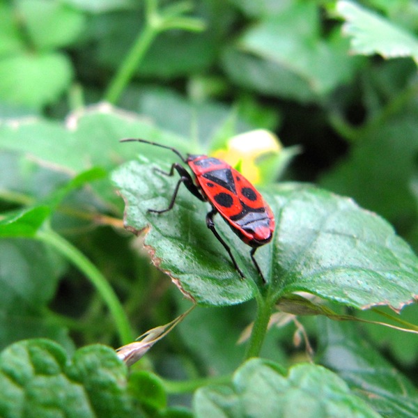 Black and red insect sitting on a leaf.