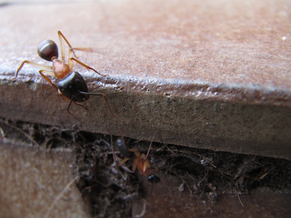 Close up of two ants in Sydney, Australia