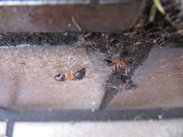 The ants have no problems scaling vertical surfaces.