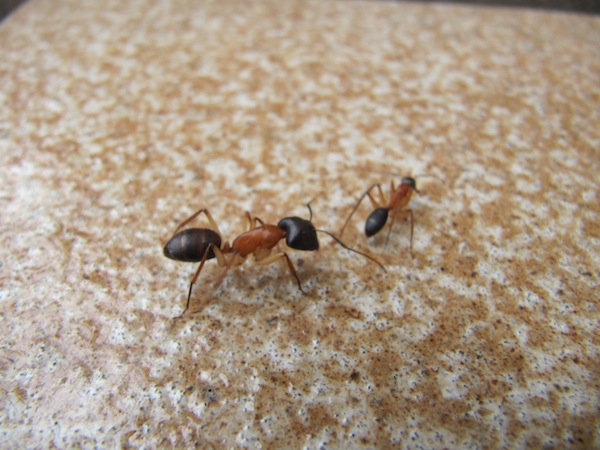 The larger ant follows the smaller for most of the time.