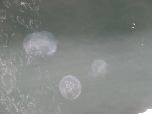 Jellyfish in the water at Darling Habour
