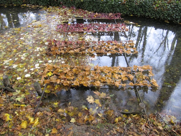 Gradient of leaves arranged across the water.