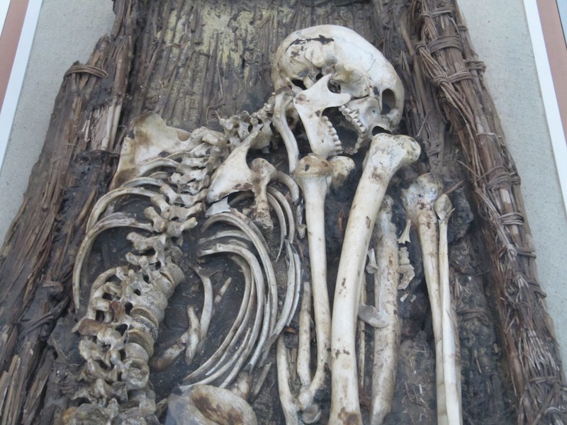 Preserved human skeleton