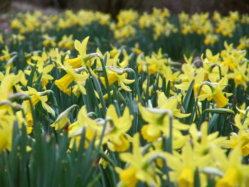 Daffodils in Lyon&rsquo;s main park.