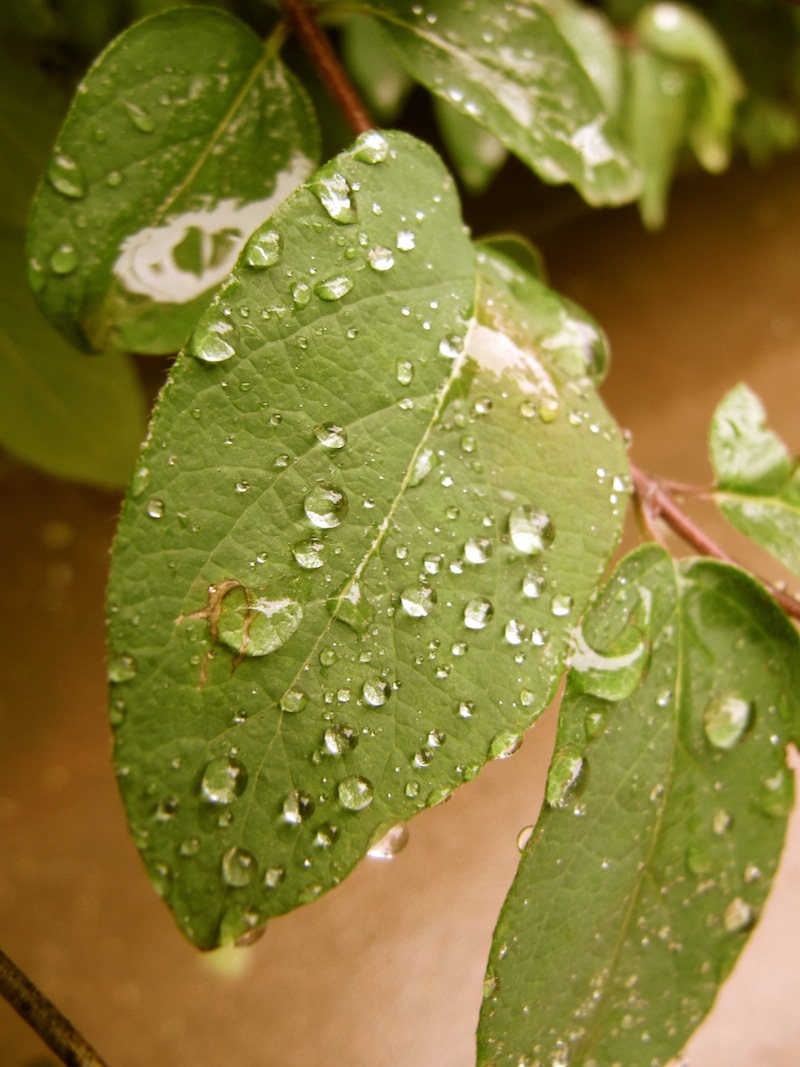 Rain droplets on a leaf.