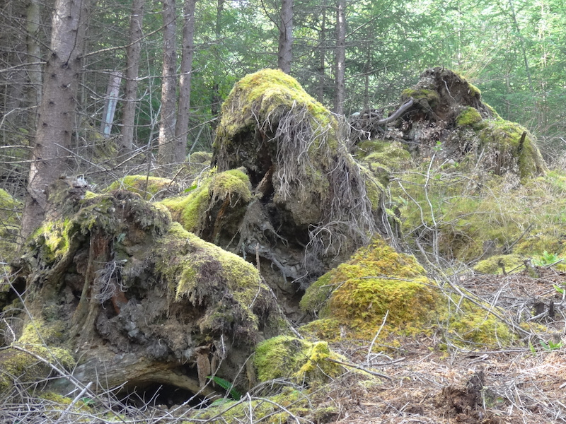 Moss covered tree stumps