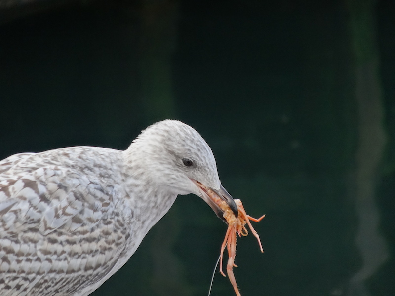 A seagull with a prawn