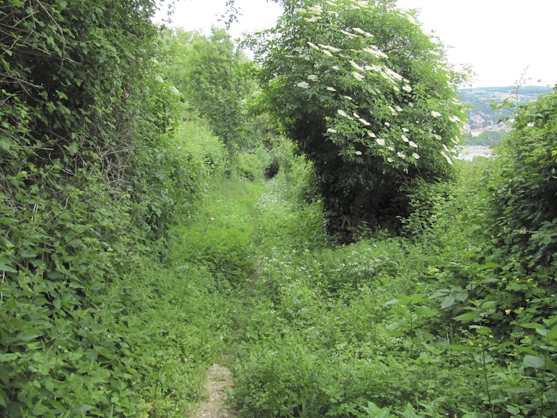 A pathway crowded with greenery