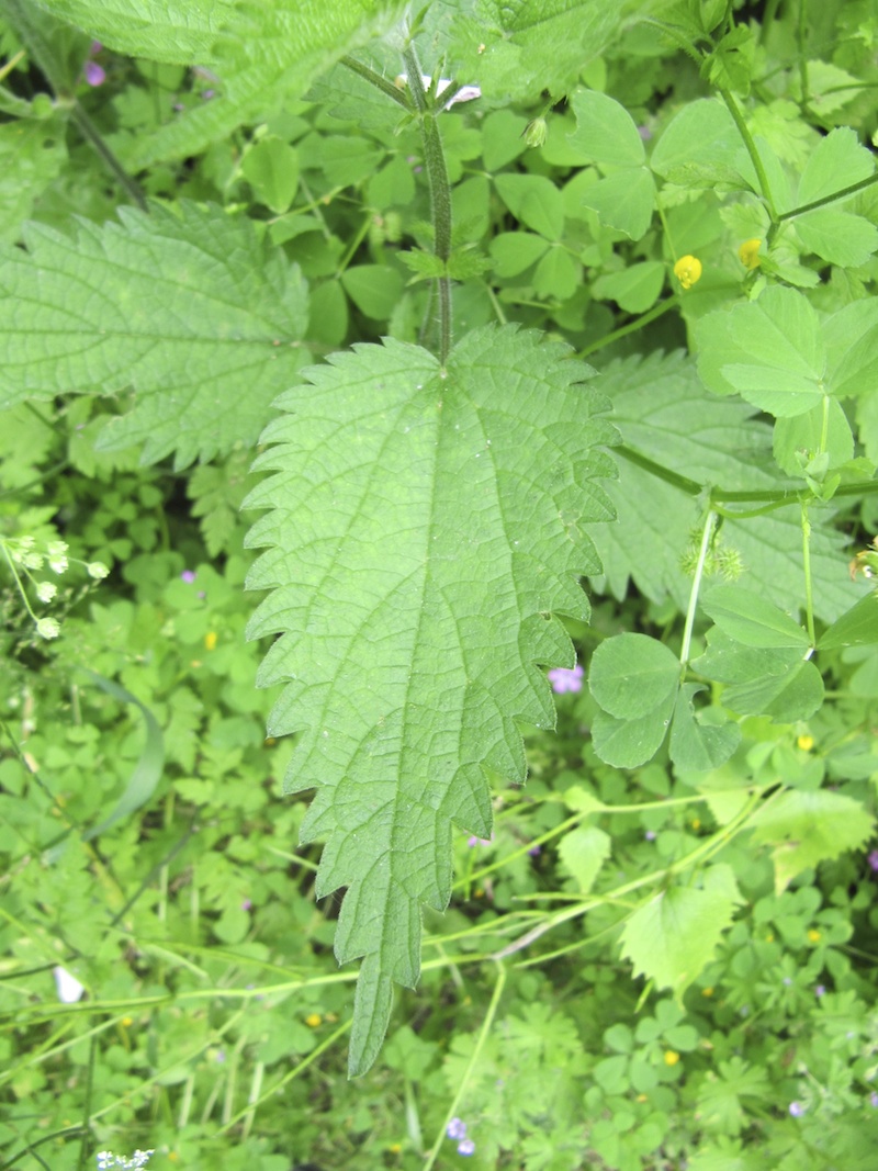 A nettle leaf - stings upon touch