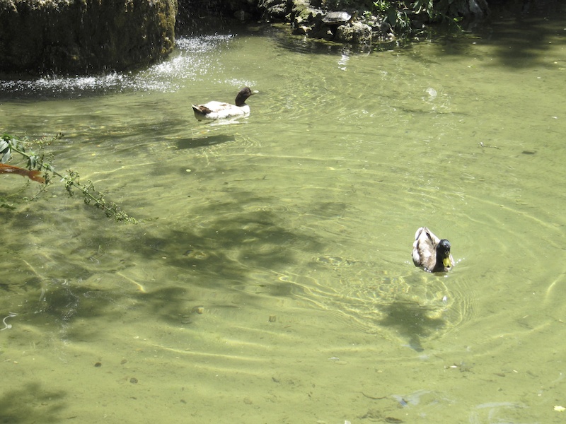 Ducks swimming in a clear pond