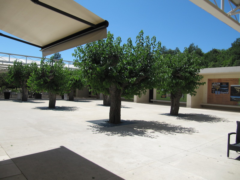 Trees growing within the centre&rsquo;s complex