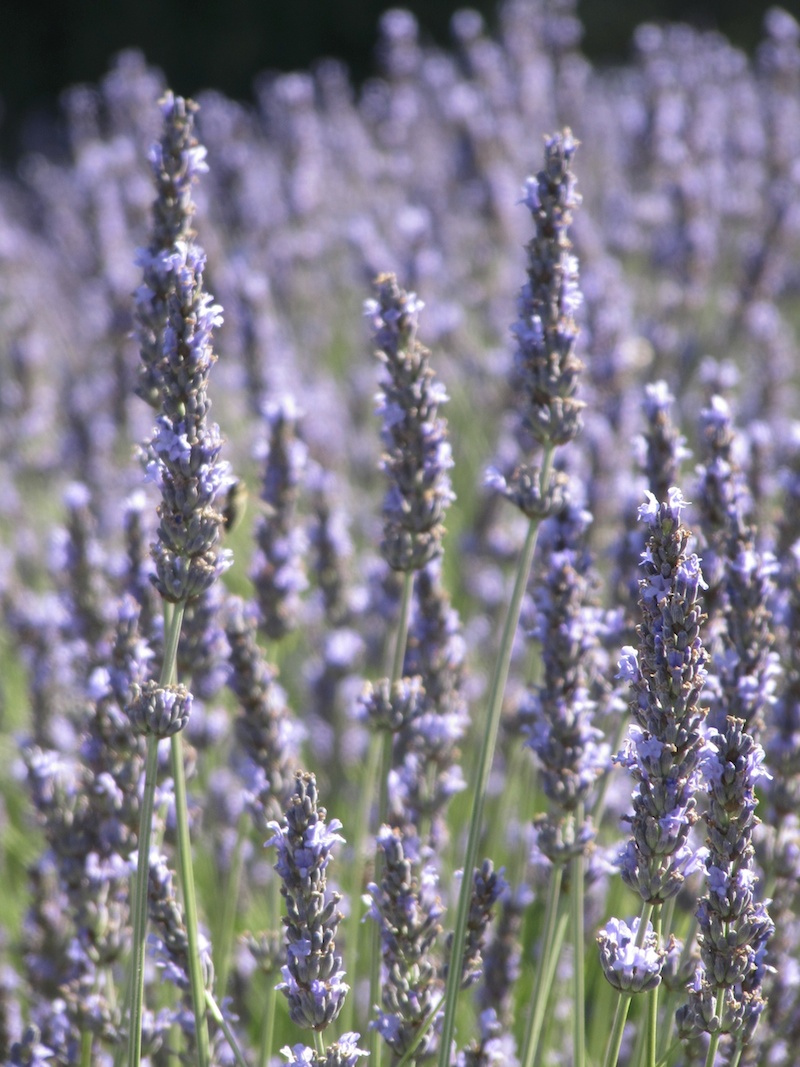Detail of lavender