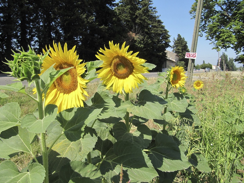 Sunflowers by the road side