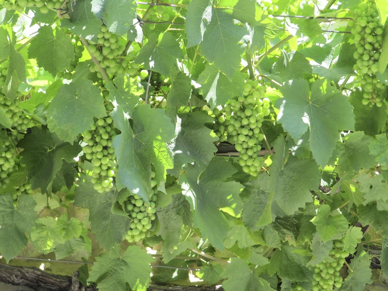 Grapes growing on a vine attached to a house
