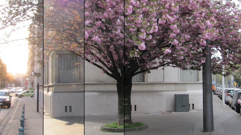 Composite of a tree blossoming (click to enlarge)