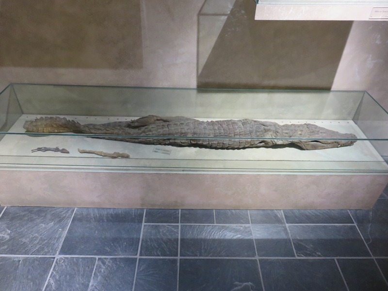 Mummified alligator