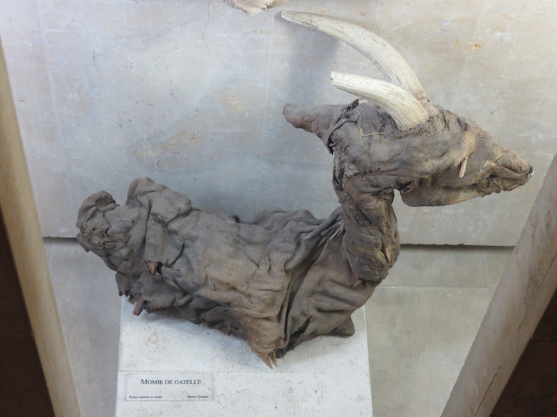 Mummified gazelle