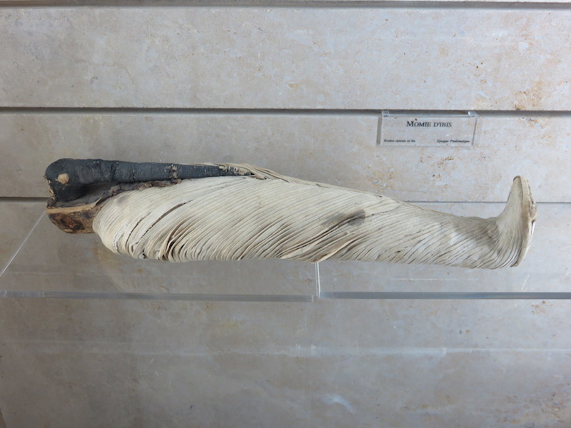Mummified ibis