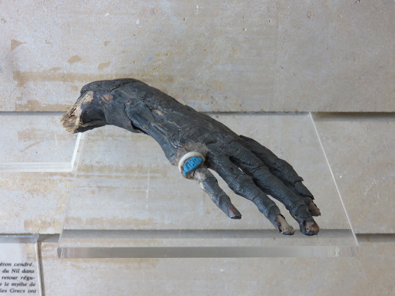 Mummified human hand with ring