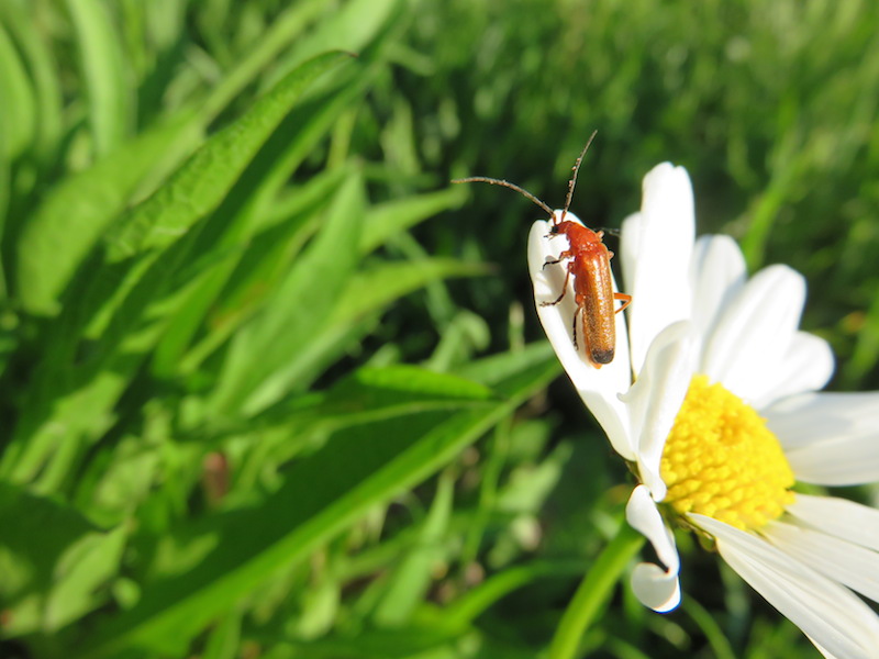 An insect sits on the edge of a flower in the park