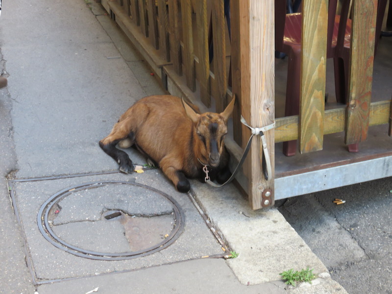 A goat tied up alongside a cafe.