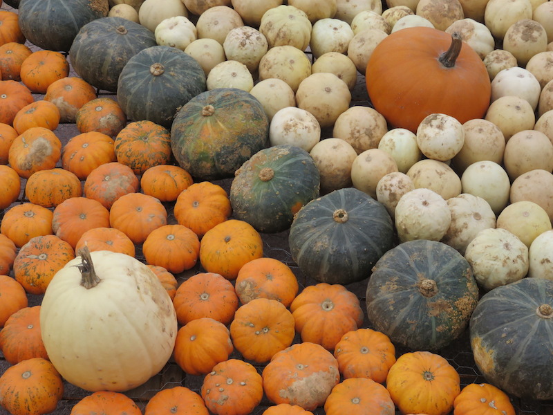 Pumpkins on display