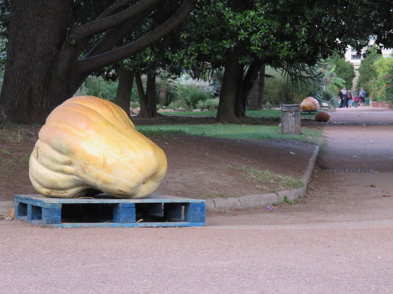 Giant pumpkins in Lyon&rsquo;s parc de la tete d&rsquo;or.