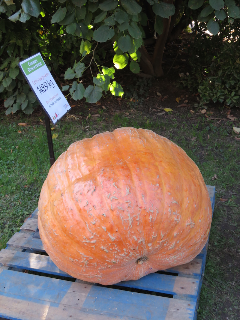 148.9 kilogram pumpkin