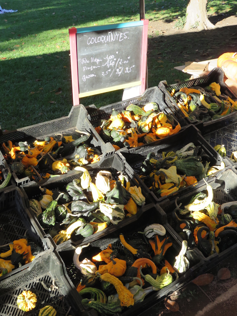 Wide range of pumpkins for sale