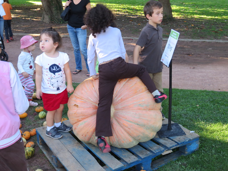 Children playing on a 131 kilogram pumpkin
