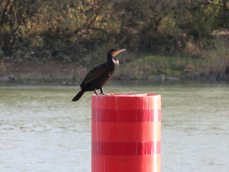 A bird sits on a mooring in the river.