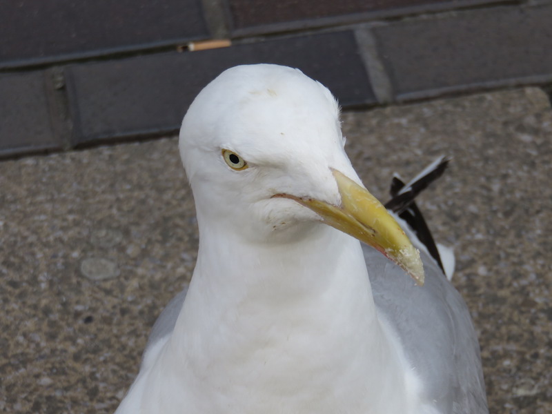 A seagull eyes our sandwiches