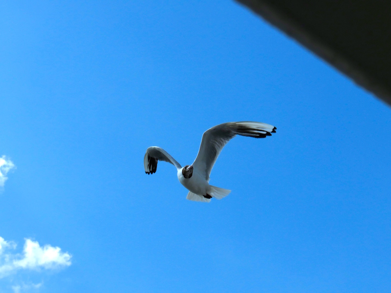 Bird mid-flight near the ferry