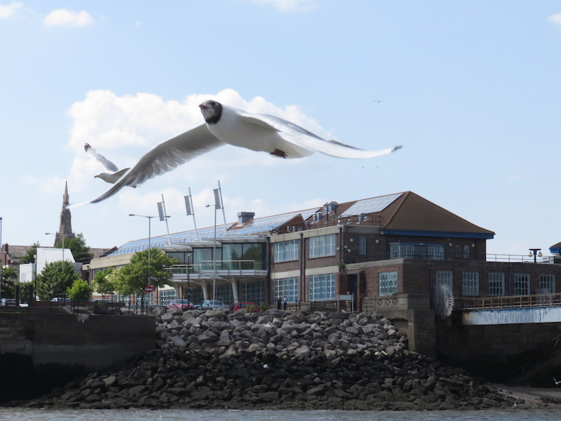 Bird cruising along the ferry