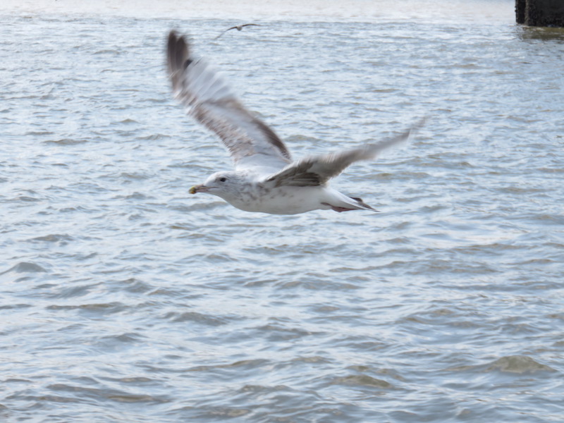 Sea gull swoops low along the ferry side