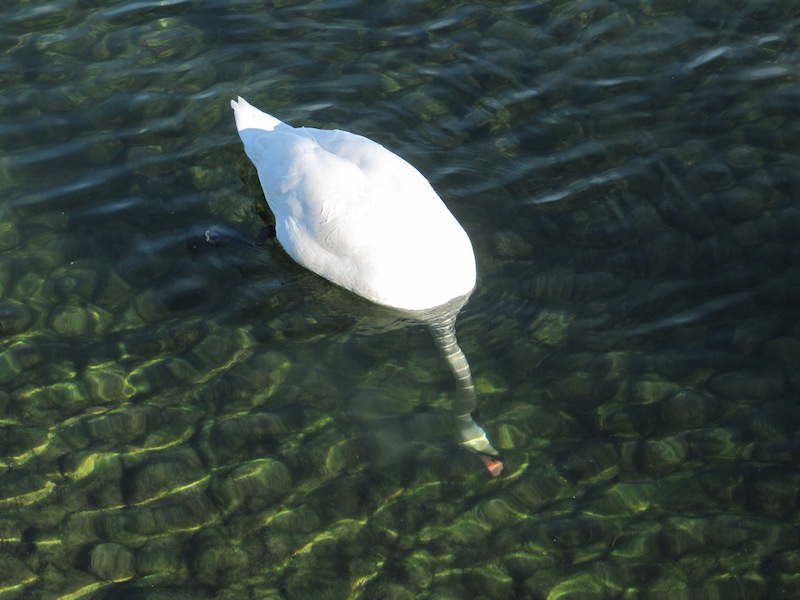Swan feeding with neck below the water