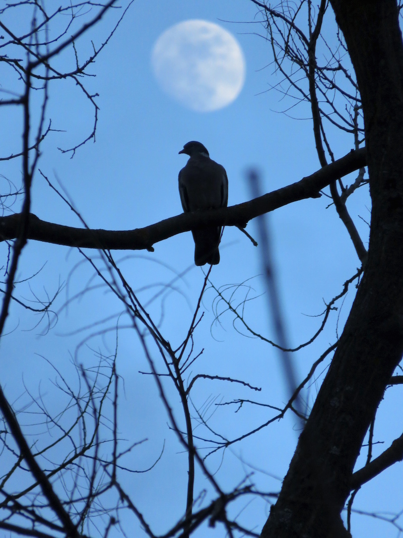 Pigeon in a tree at dusk with the moon above.