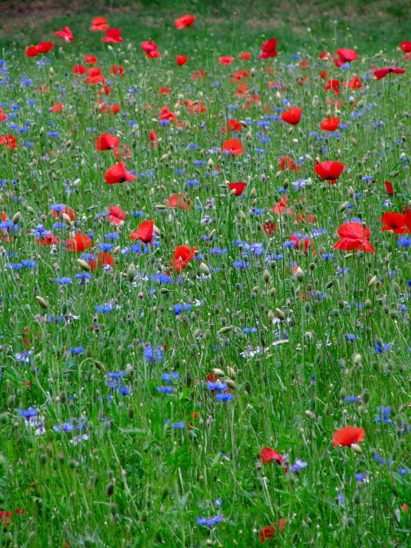 Wild flowers in Lyon&rsquo;s parc de la tête d&rsquo;or.