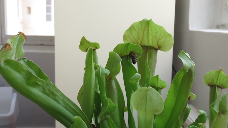 Bee on the edge of a carnivorous plant