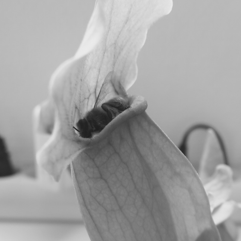 Last moment before the bee slips into the sarracenia
