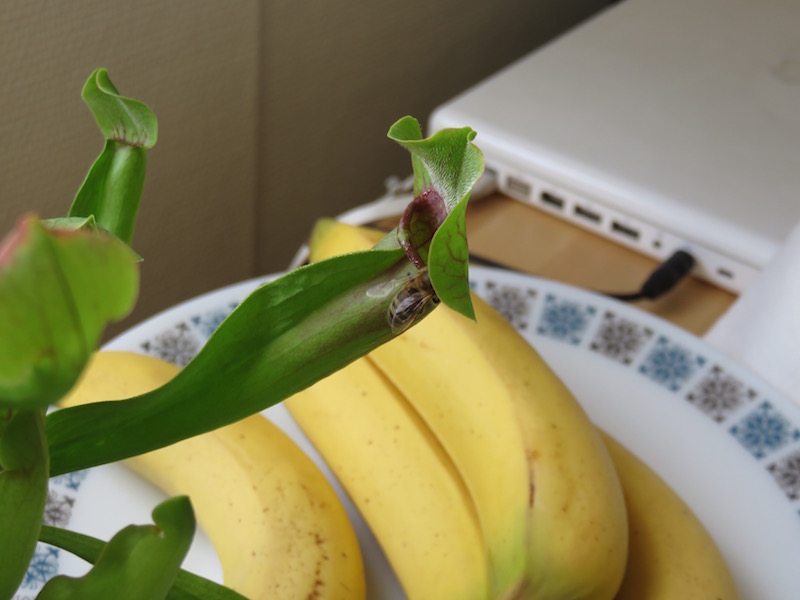 Bee on the edge of a carnivorous plant