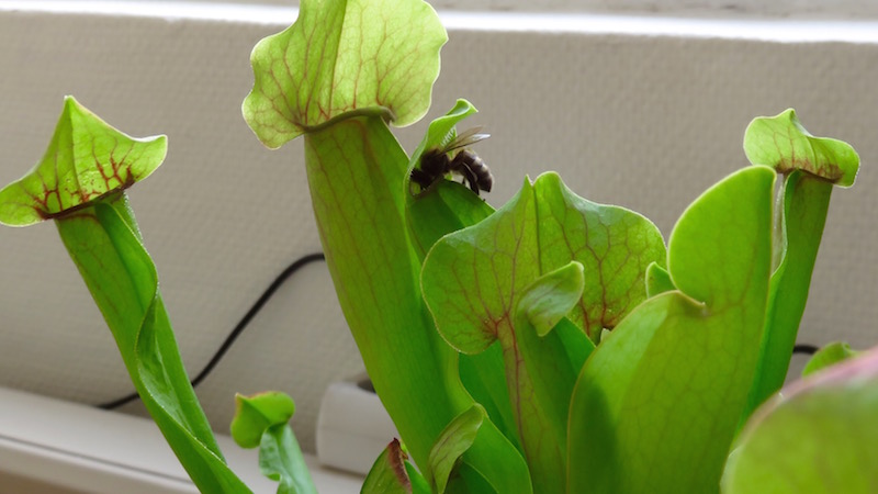 Bee on the edge of a carnivorous plant