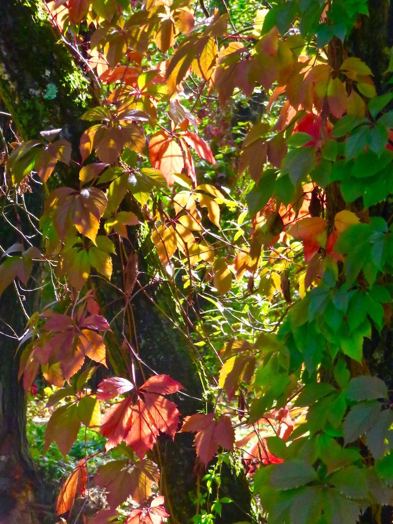 Autumn colours arrive in Lyon's parks.