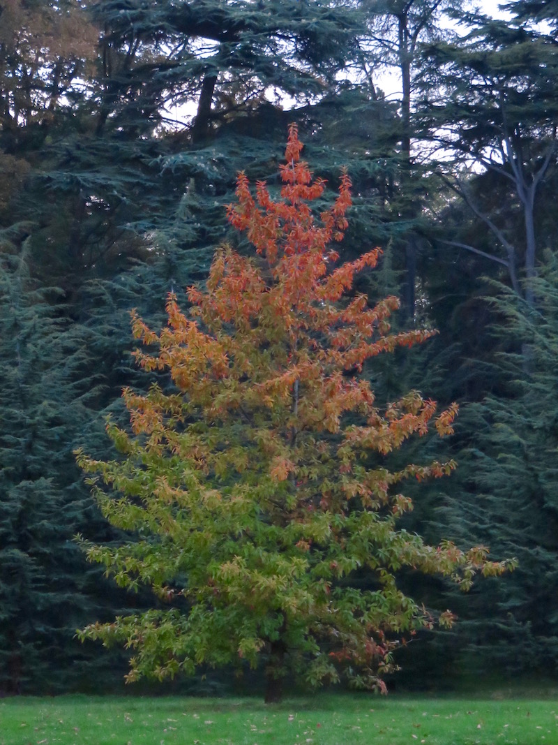 A tree shifts from green to red.
