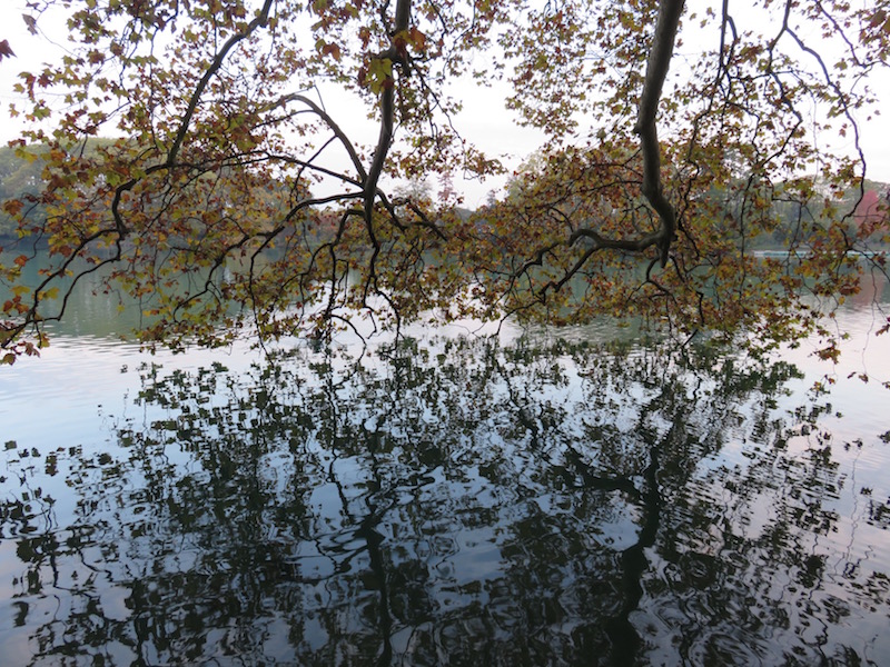 A tree is reflected in the water.